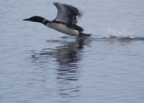 Common Loon