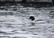 Common Merganser
