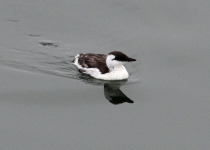 Common Murre