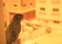 Common Myna