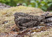 Common Nighthawk
