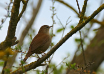 Common Nightingale