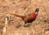 Common Pheasant