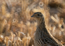 Common Quail