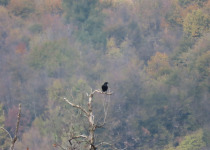 Common Raven