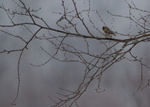 Common Redpoll