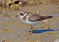 Common Ringed Plover