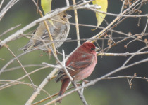 Common Rosefinch