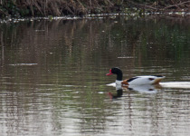 Common Shelduck