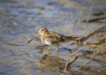 Common Snipe
