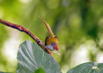 Common Tailorbird
