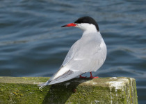 Common Tern