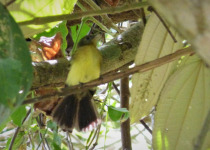 Common Tody-Flycatcher
