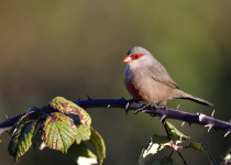 Common Waxbill