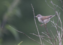 Common Whitethroat