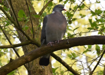 Common Wood Pigeon