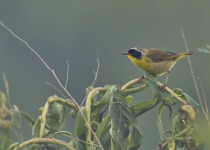 Common Yellowthroat