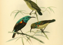 Comoro Sunbird