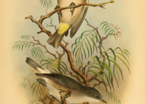 Comoro White-eye