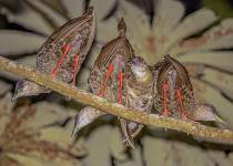 Congo Wattled Lapwing