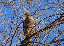 Cooper's Hawk
