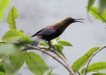 Copper Sunbird
