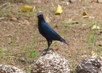 Copper-tailed Glossy-Starling