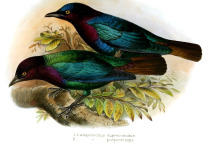 Copper-tailed Glossy-Starling