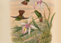 Copper-tailed Hummingbird
