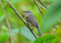Copper-throated Sunbird