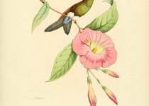 Coppery-bellied Puffleg