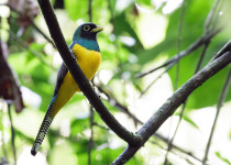 Coppery-tailed Trogon