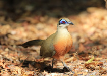 Coquerel's Coua