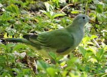 Coral-billed Fruit Dove