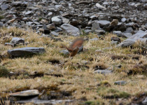 Cordillera Canastero