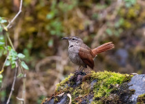 Cordillera Tapaculo