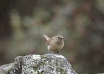 Cordilleran Canastero