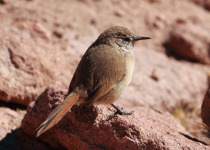 Cordilleran Canastero