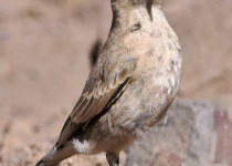 Cordoba Earthcreeper