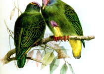 Coroneted Fruit Dove