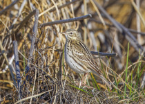 Correndera Pipit