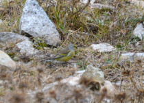 Corsican Finch