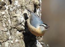 Corsican Nuthatch