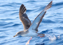 Cory's Shearwater