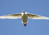 Coscoroba Swan