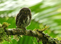 Costa Rican Pygmy Owl