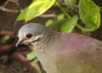 Costa Rican Quail-Dove