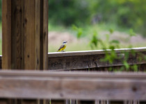 Couch's Kingbird