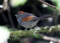 Coursers's Stipplethroat