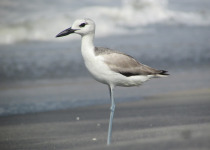 Crab Plover